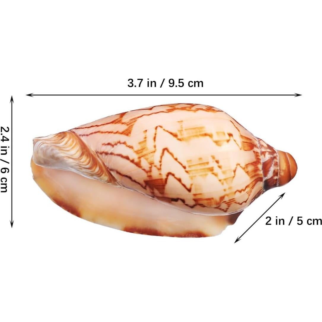 Conchas Naturales NOLITOY 6 Pcs para Cangrejo Ermitaño