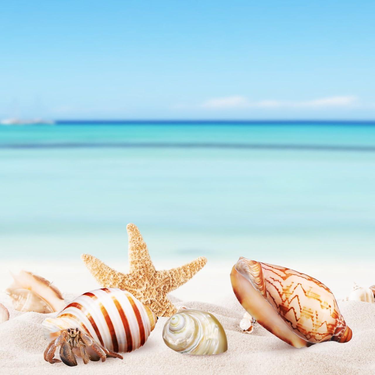 Conchas Naturales NOLITOY 6 Pcs para Cangrejo Ermitaño