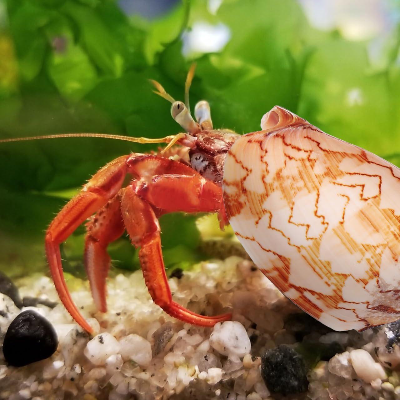 Conchas Naturales NOLITOY 6 Pcs para Cangrejo Ermitaño