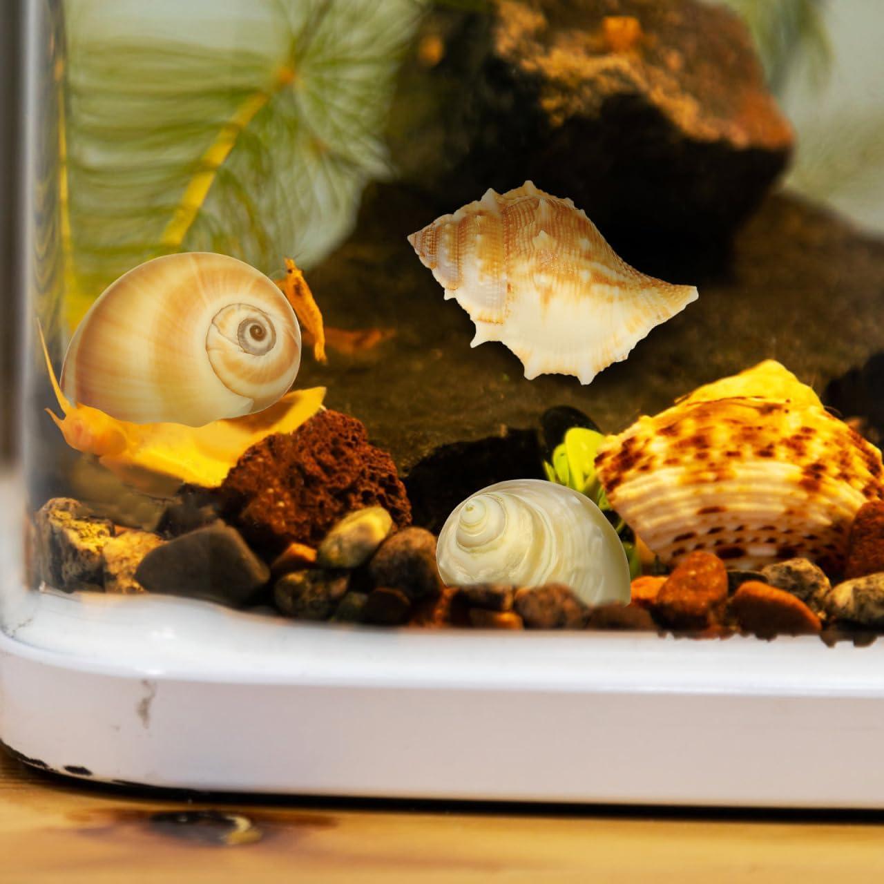 Conchas Naturales NOLITOY 6 Pcs para Cangrejo Ermitaño