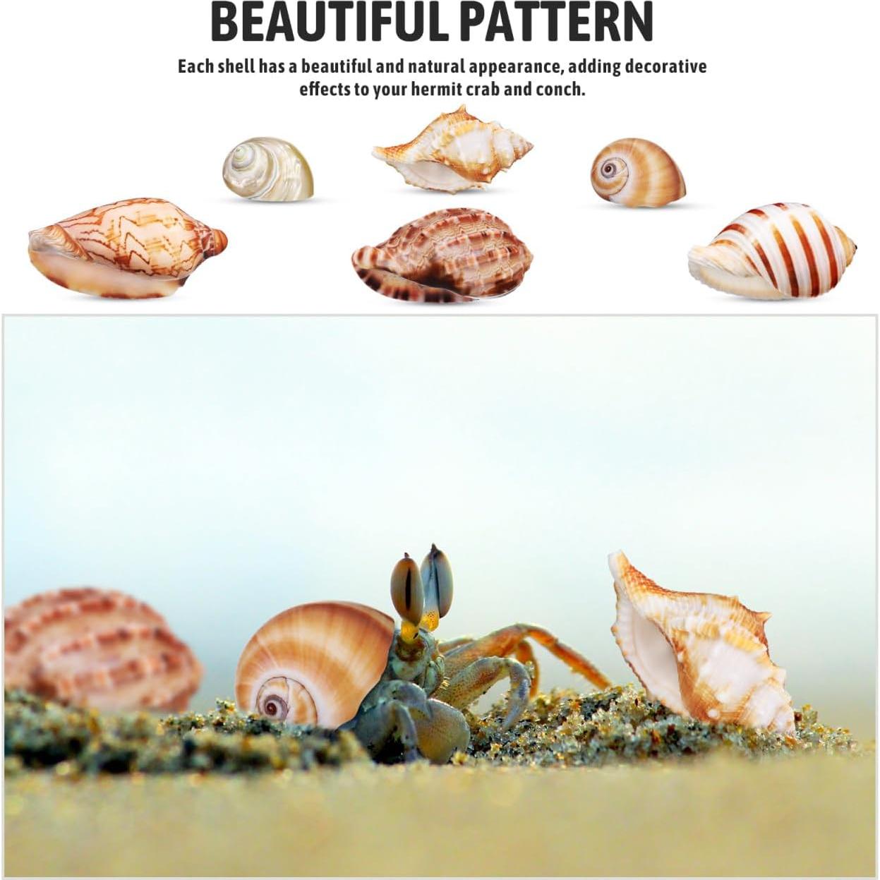 Conchas Naturales NOLITOY 6 Pcs para Cangrejo Ermitaño