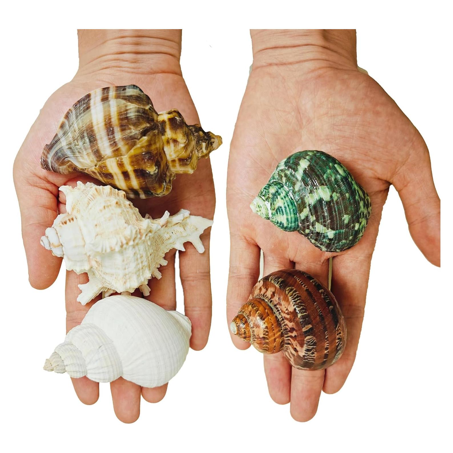 5PCS Conchas Naturales para Cangrejo Ermitaño Pengaihong 7.1-10.2cm
