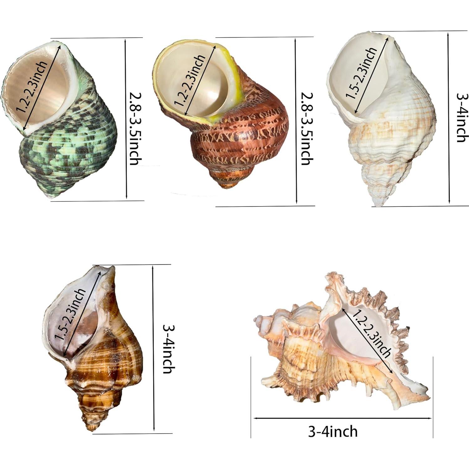 5PCS Conchas Naturales para Cangrejo Ermitaño Pengaihong 7.1-10.2cm