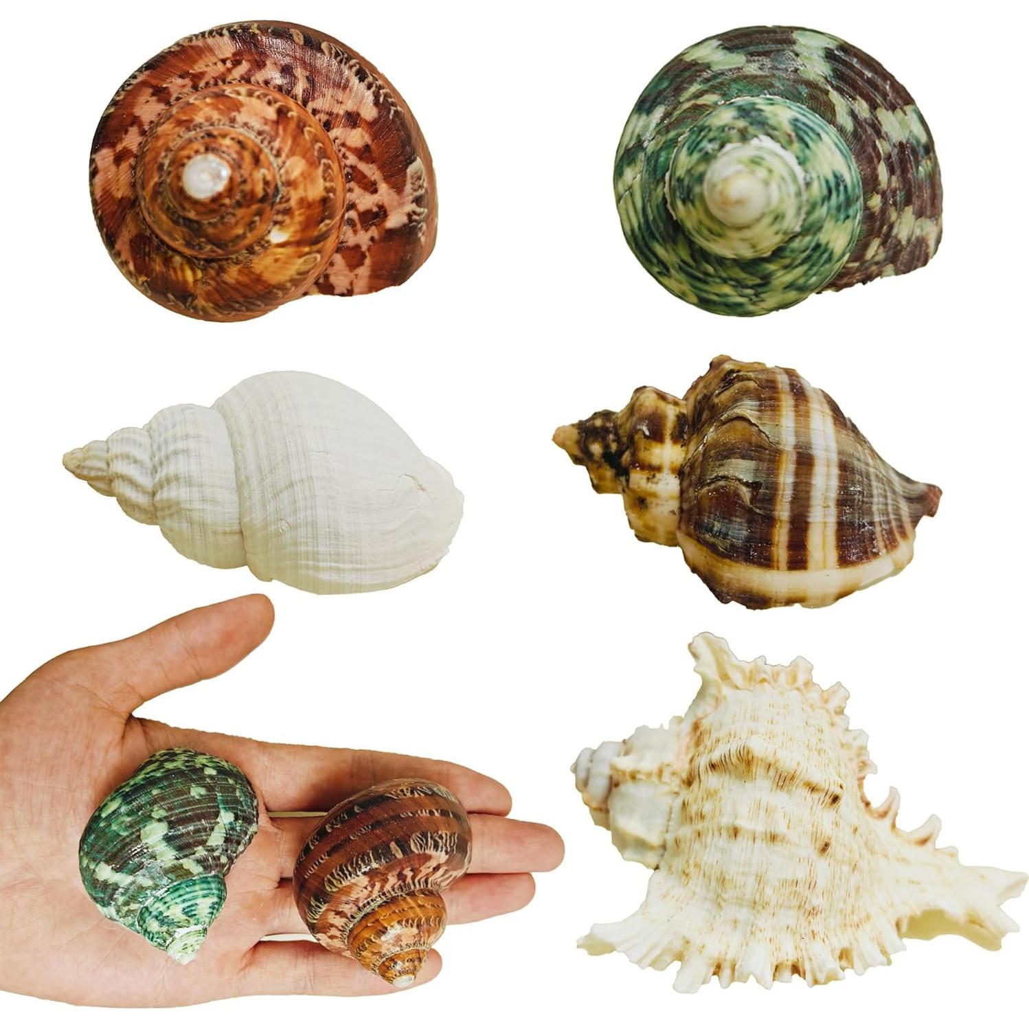 5PCS Conchas Naturales para Cangrejo Ermitaño Pengaihong 7.1-10.2cm
