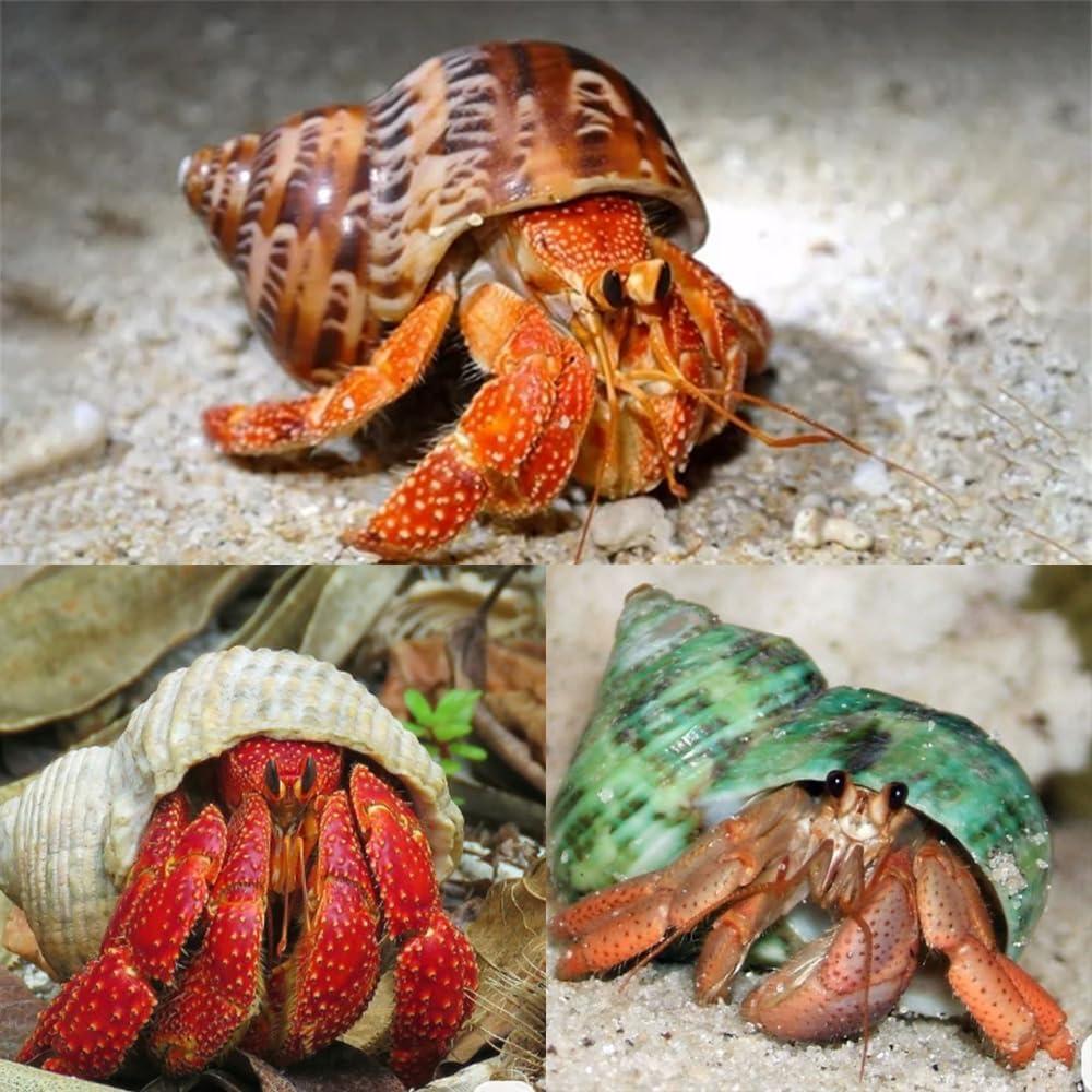5PCS Conchas Naturales para Cangrejo Ermitaño Pengaihong 7.1-10.2cm