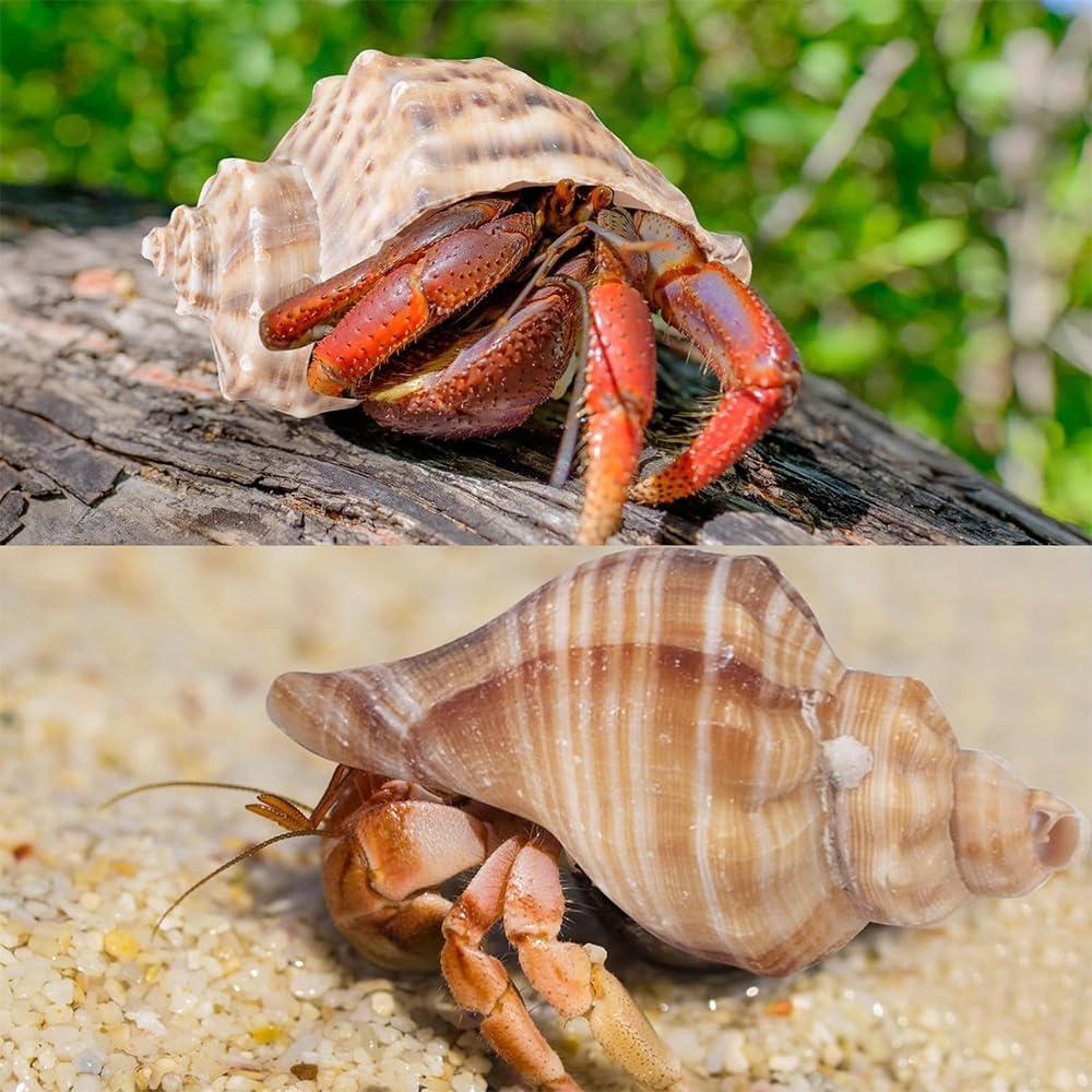 5PCS Conchas Naturales para Cangrejo Ermitaño Pengaihong 7.1-10.2cm