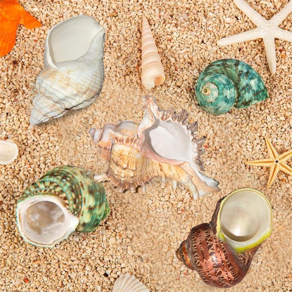 5PCS Conchas Naturales para Cangrejo Ermitaño Pengaihong 7.1-10.2cm