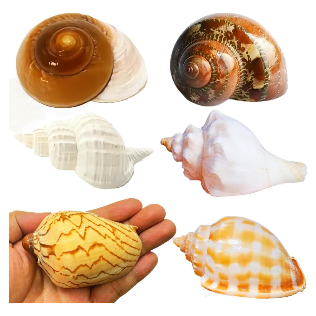 6 Conchas Naturales de Caracol SINGEWOW para Cangrejos Ermitaños
