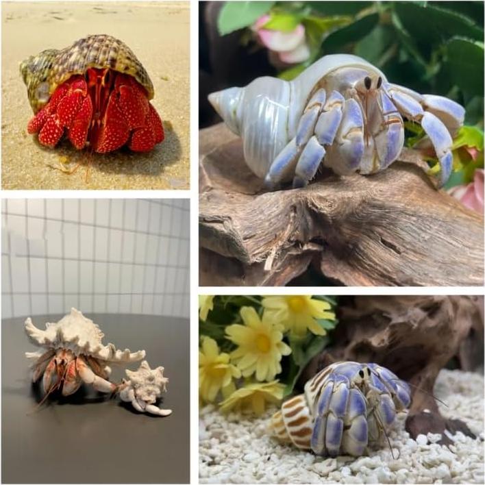 6 Conchas Naturales de Caracol SINGEWOW para Cangrejos Ermitaños