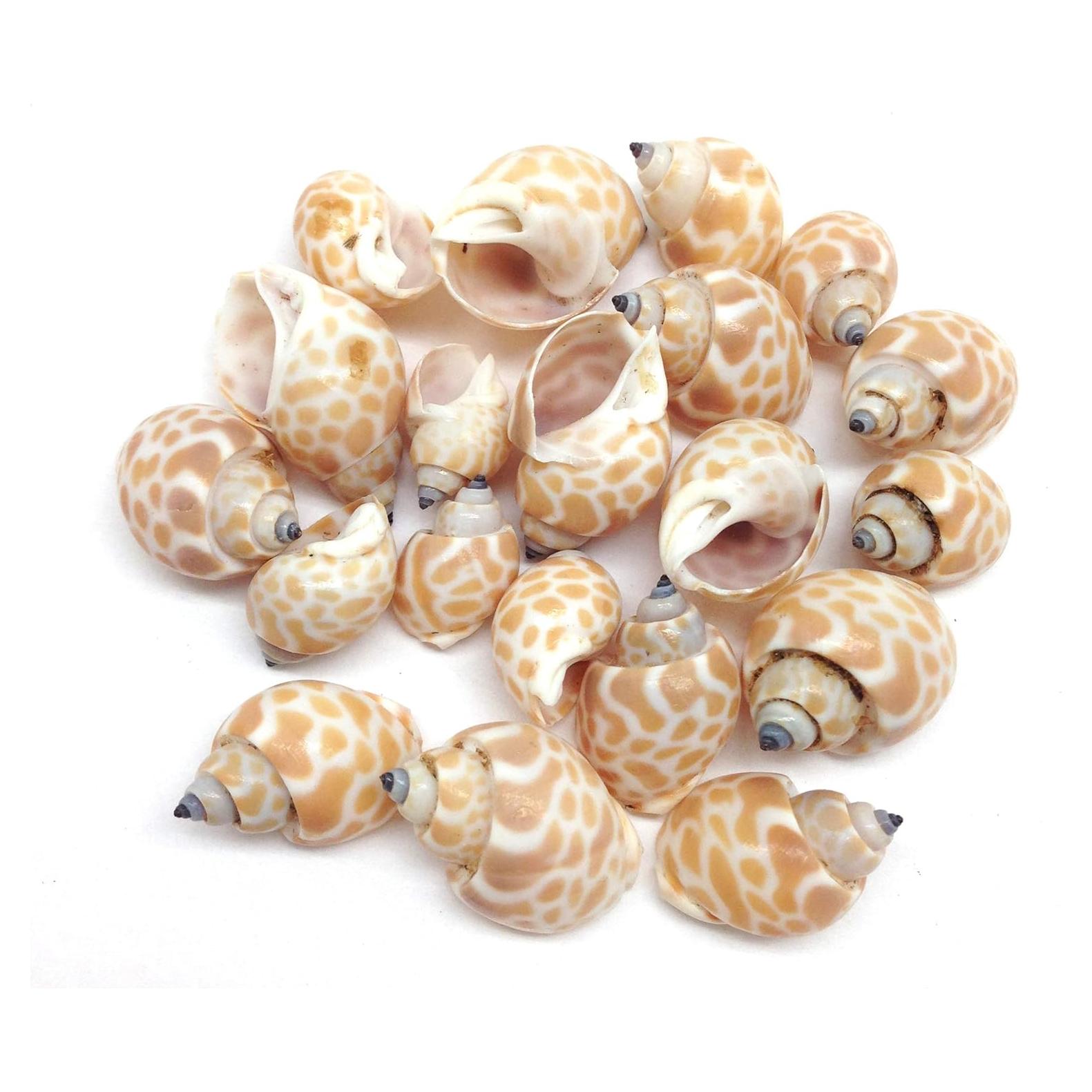 Conchas de Cangrejo Ermitaño PEPPERLONELY 20PC 1-2 Pulgadas