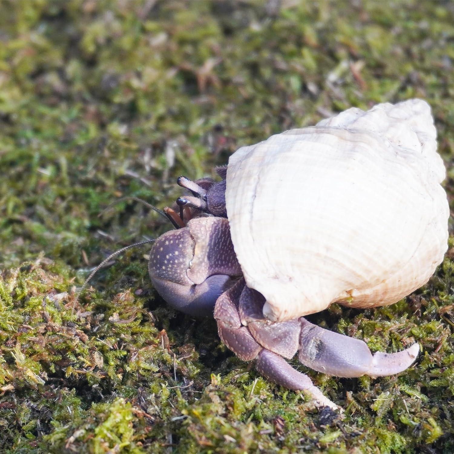 Sustrato Premium para Cangrejos Ermitaños Jinymral 99g