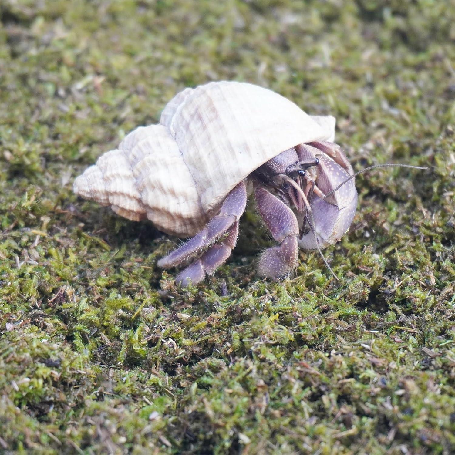 Sustrato Premium para Cangrejos Ermitaños Jinymral 99g