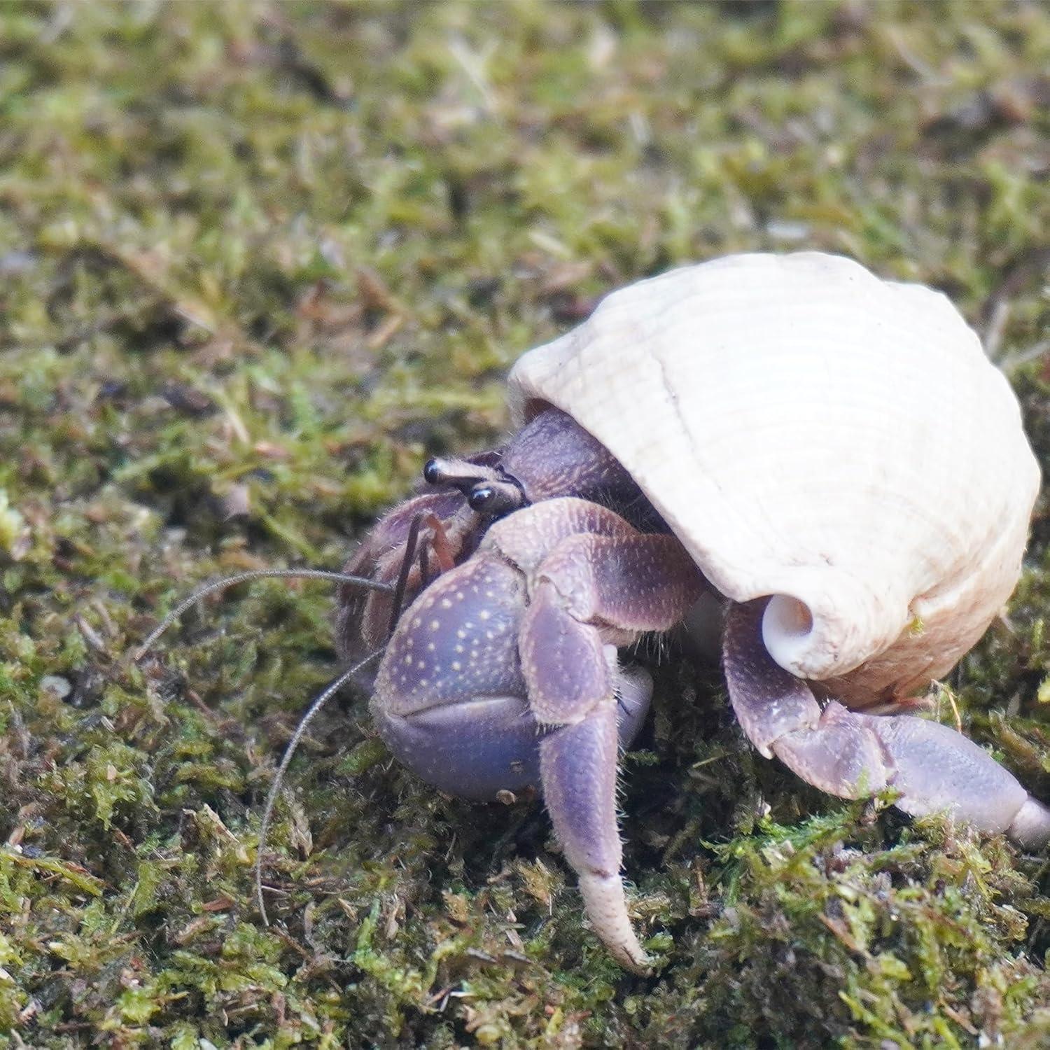 Sustrato Premium para Cangrejos Ermitaños Jinymral 99g