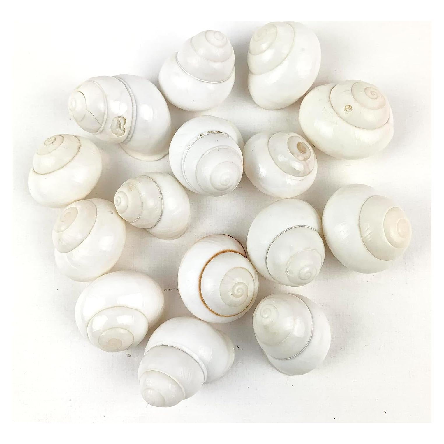 Conchas de Caracol Terrestre Blancas Heyiwell 15PC 2.54-3.81 cm