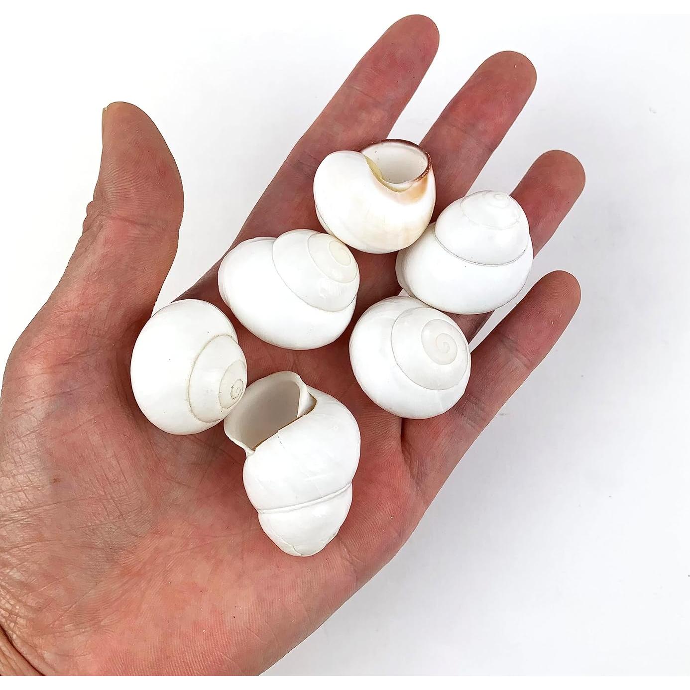 Conchas de Caracol Terrestre Blancas Heyiwell 15PC 2.54-3.81 cm