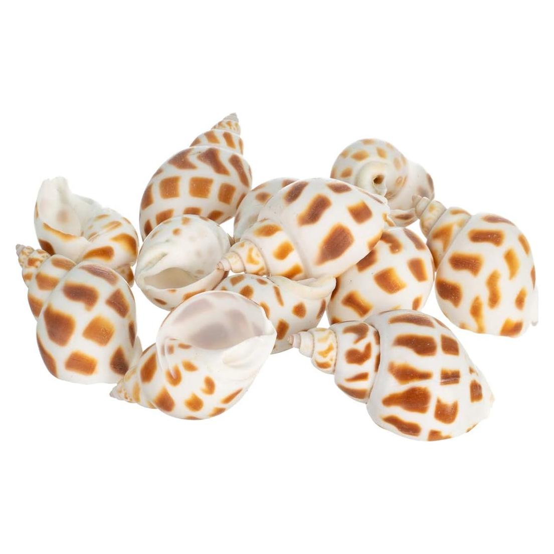 Conchas de Cangrejo Ermitaño Nautical Crush Trading - 12 Unidades 1.9-5.1 cm