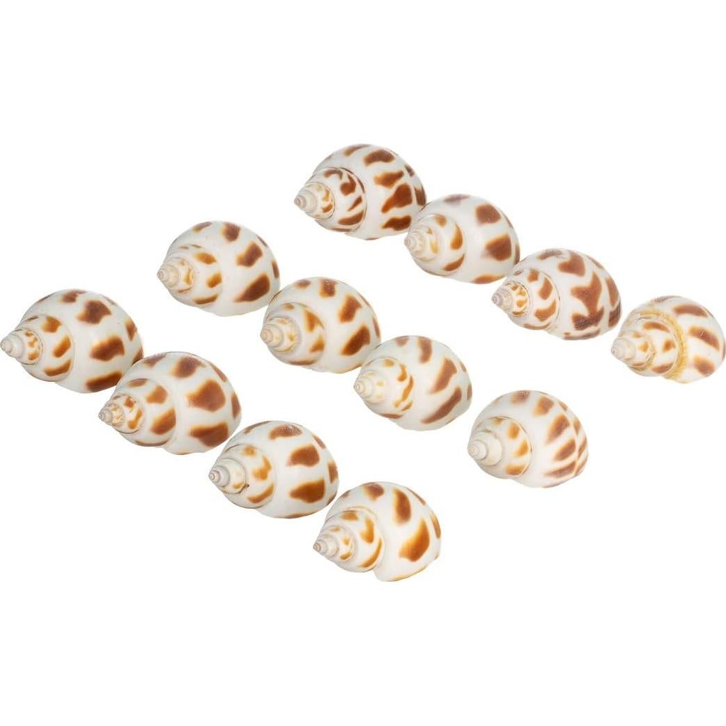 Conchas de Cangrejo Ermitaño Nautical Crush Trading - 12 Unidades 1.9-5.1 cm