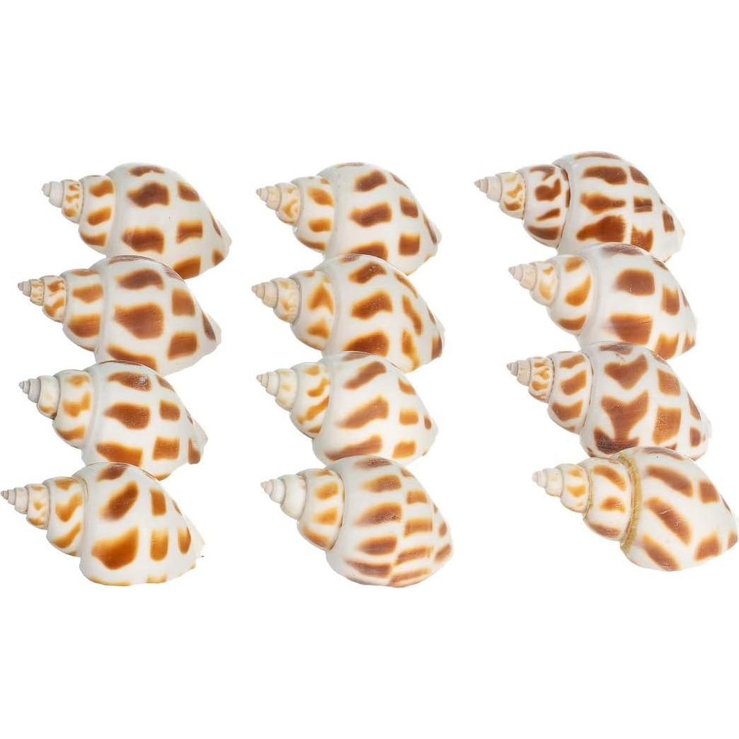 Conchas de Cangrejo Ermitaño Nautical Crush Trading - 12 Unidades 1.9-5.1 cm