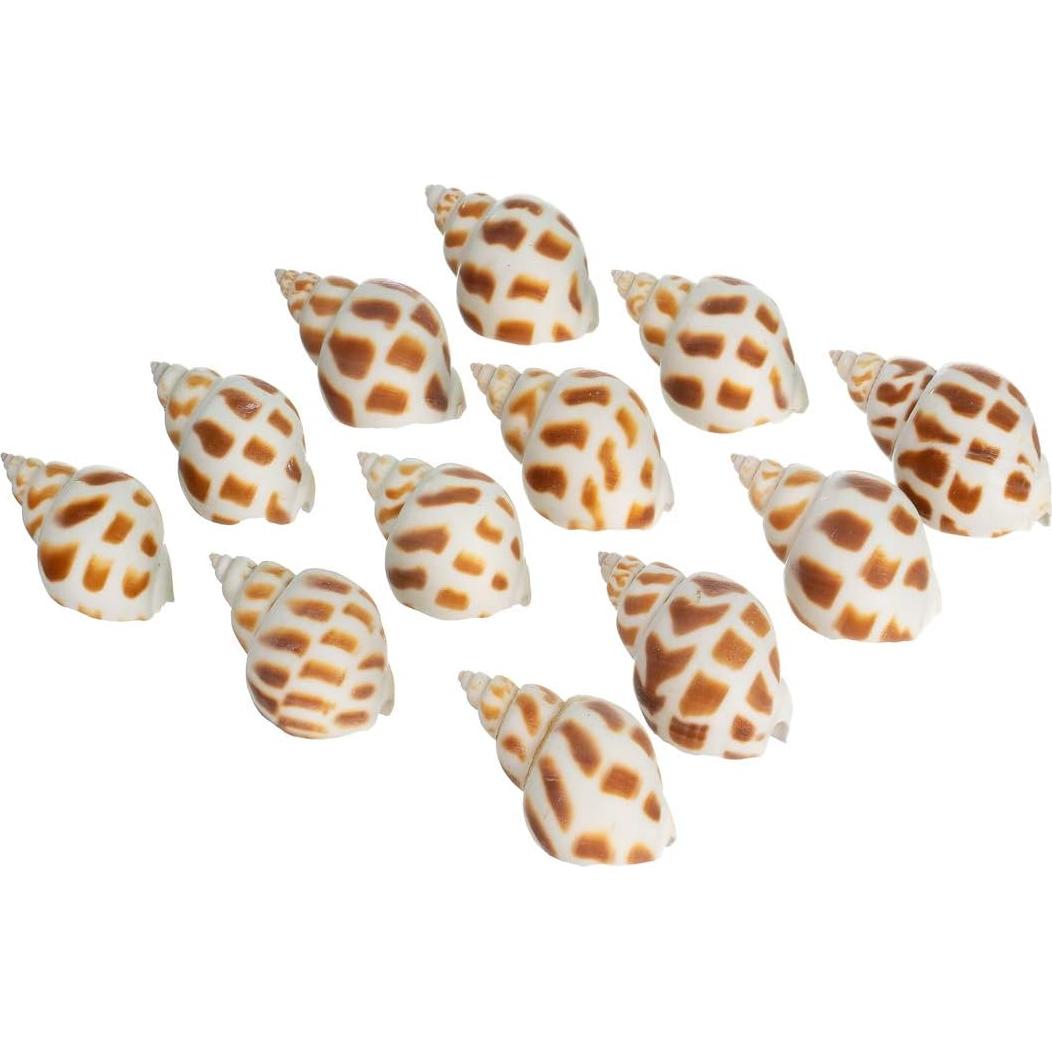 Conchas de Cangrejo Ermitaño Nautical Crush Trading - 12 Unidades 1.9-5.1 cm