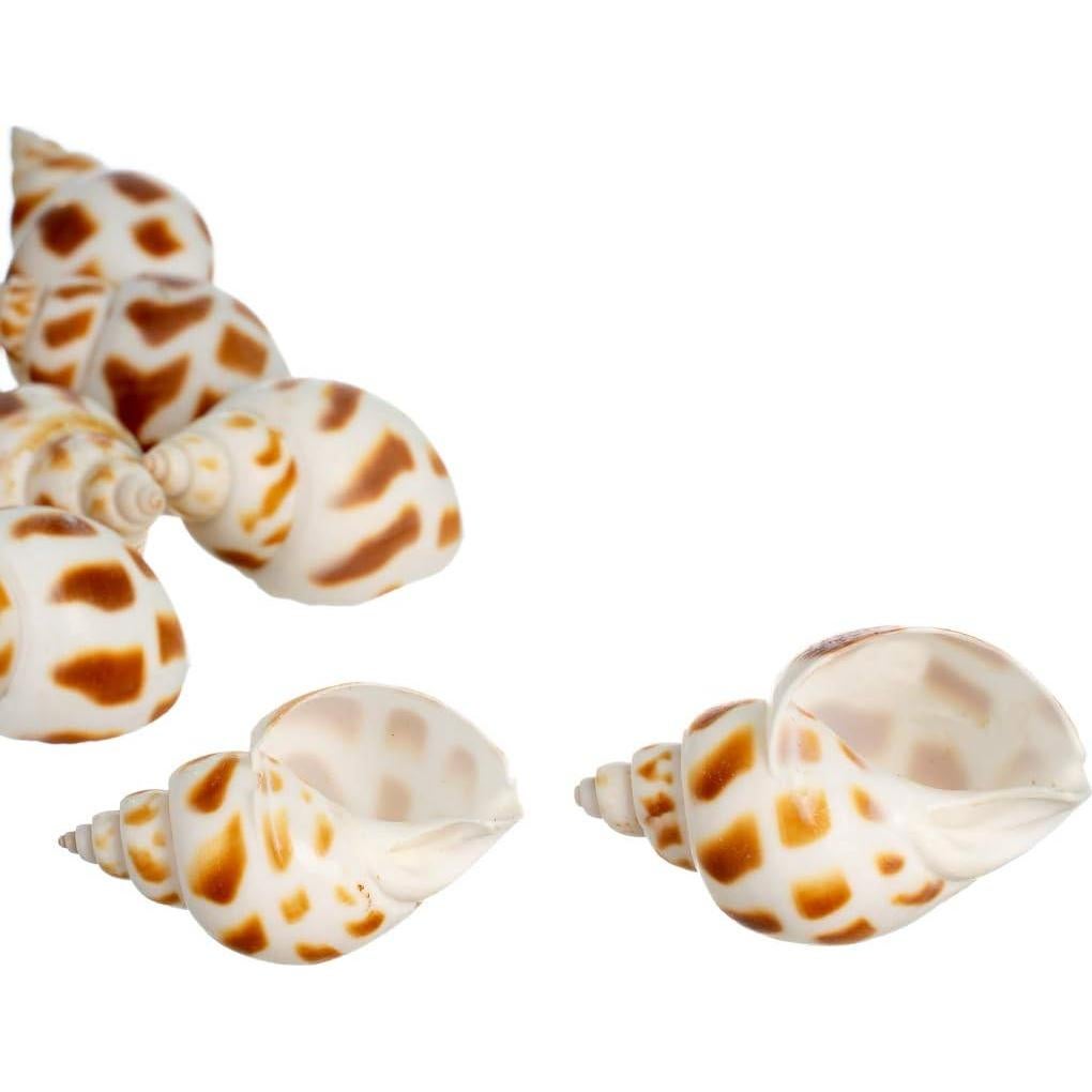 Conchas de Cangrejo Ermitaño Nautical Crush Trading - 12 Unidades 1.9-5.1 cm