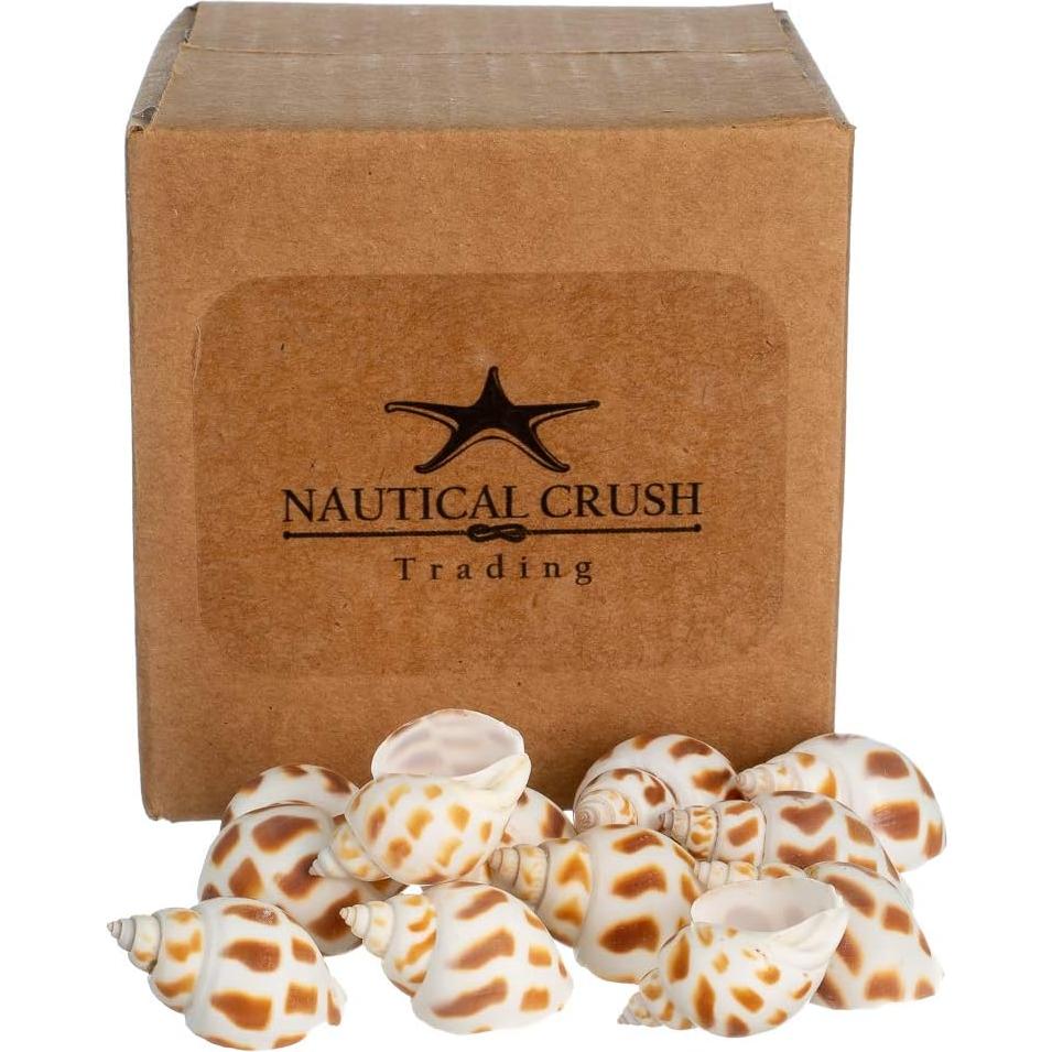 Conchas de Cangrejo Ermitaño Nautical Crush Trading - 12 Unidades 1.9-5.1 cm