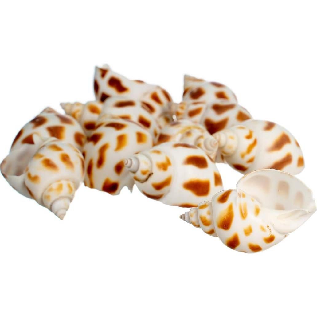 Conchas de Cangrejo Ermitaño Nautical Crush Trading - 12 Unidades 1.9-5.1 cm