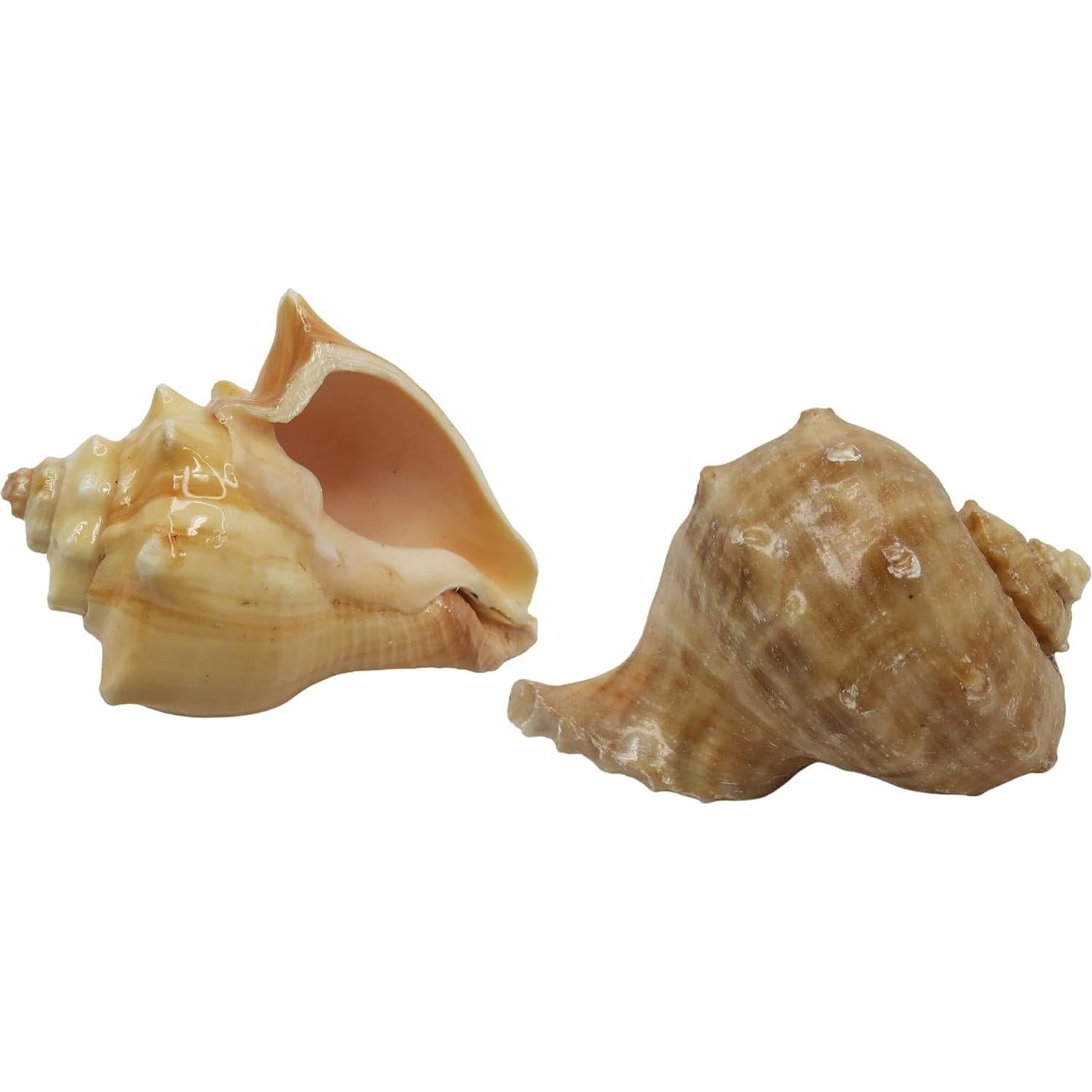 Conchas de Cangrejo Ermitaño Needzo Paquete de 2 Turbo 5.08cm