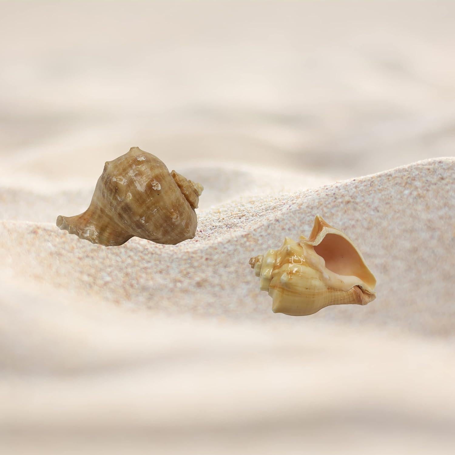 Conchas de Cangrejo Ermitaño Needzo Paquete de 2 Turbo 5.08cm