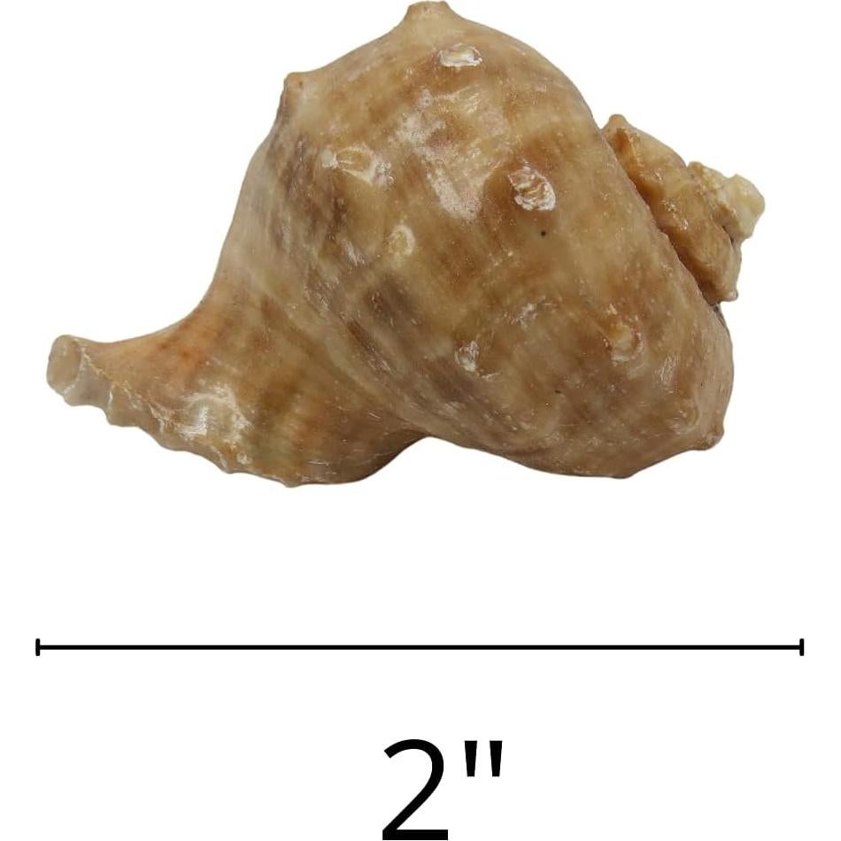 Conchas de Cangrejo Ermitaño Needzo Paquete de 2 Turbo 5.08cm