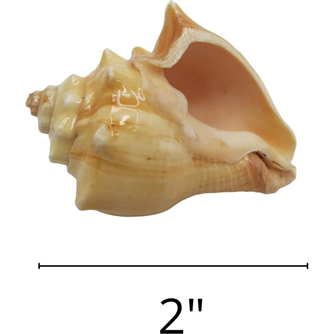 Conchas de Cangrejo Ermitaño Needzo Paquete de 2 Turbo 5.08cm