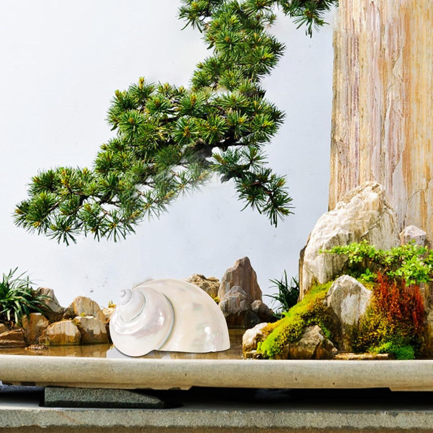 Conchas de Cangrejo Ermitaño Toddmomy 9cm Beige Decoración Acuario