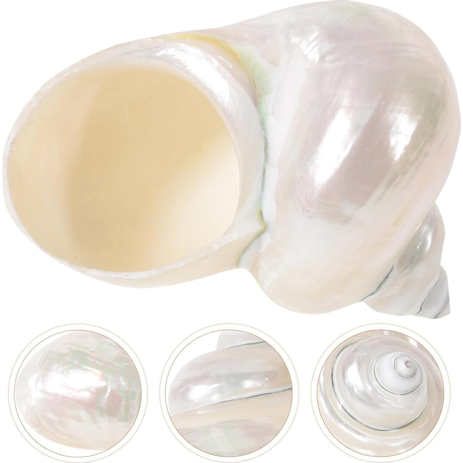 Conchas de Cangrejo Ermitaño Toddmomy 9cm Beige Decoración Acuario