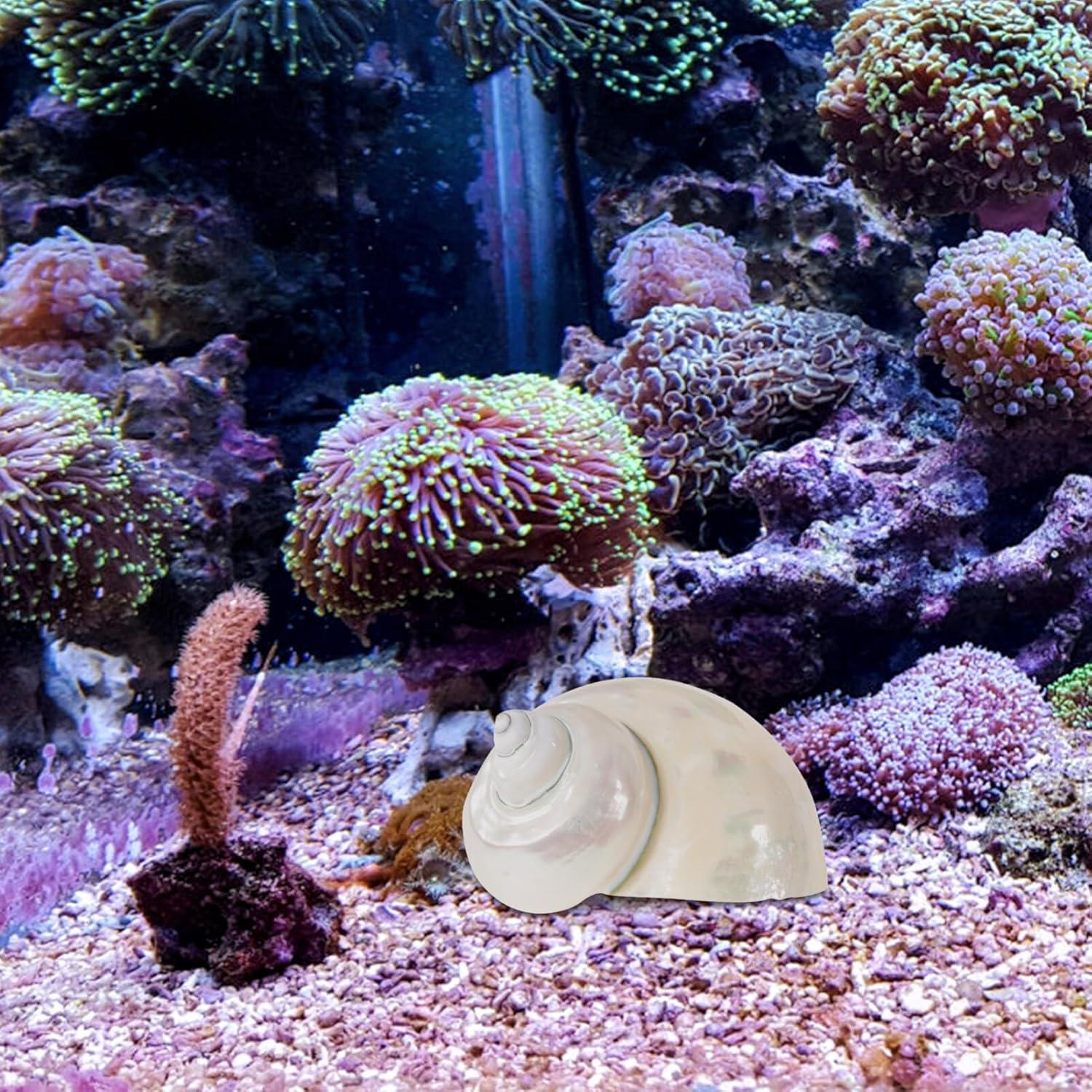 Conchas de Cangrejo Ermitaño Toddmomy 9cm Beige Decoración Acuario