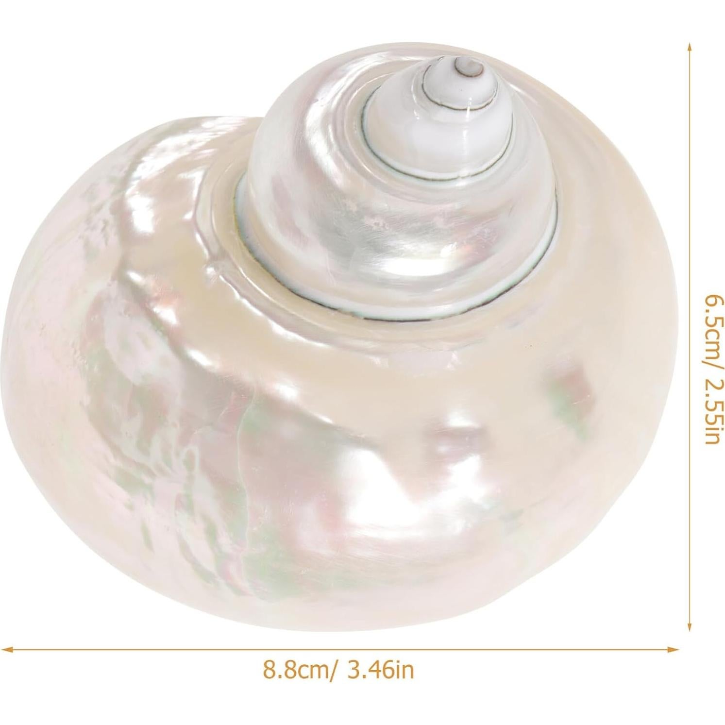 Conchas de Cangrejo Ermitaño Toddmomy 9cm Beige Decoración Acuario