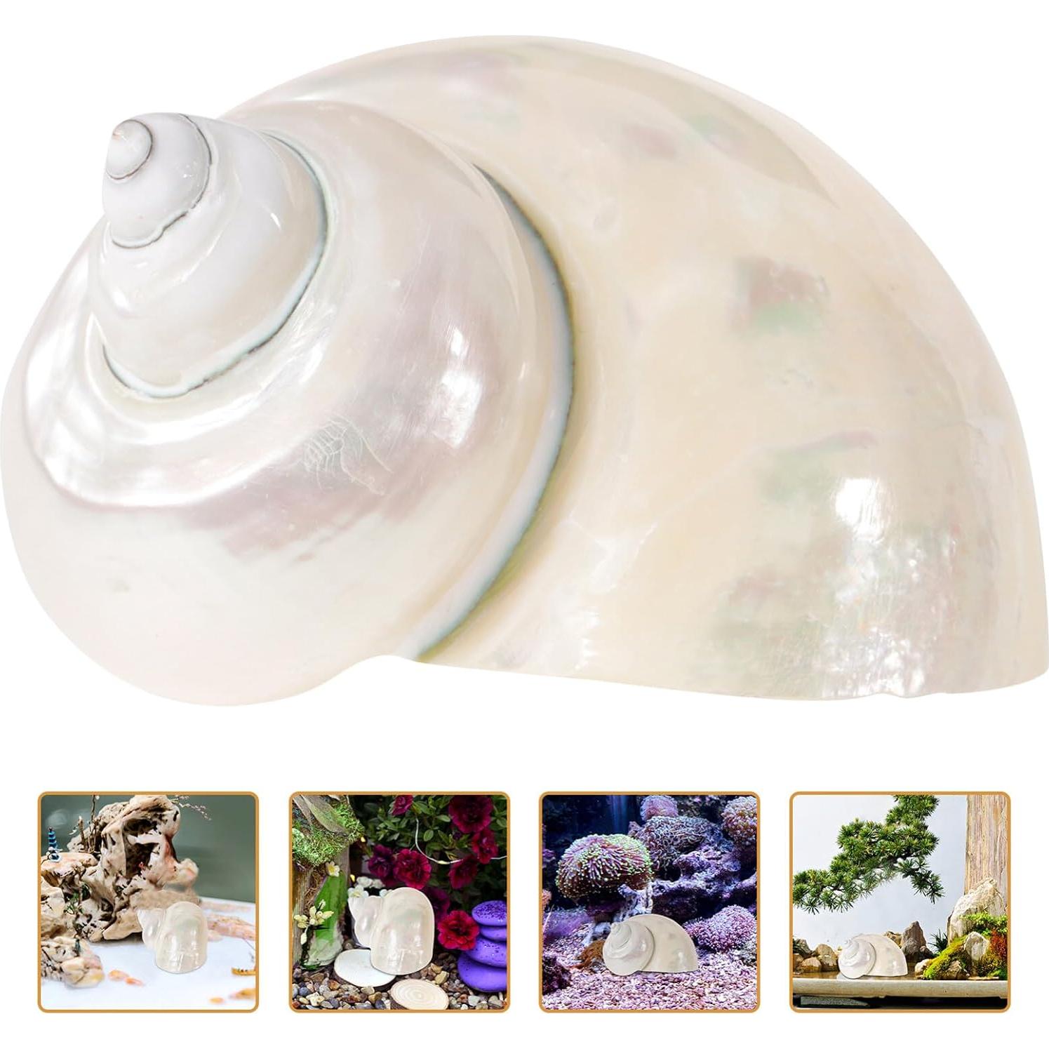 Conchas de Cangrejo Ermitaño Toddmomy 9cm Beige Decoración Acuario