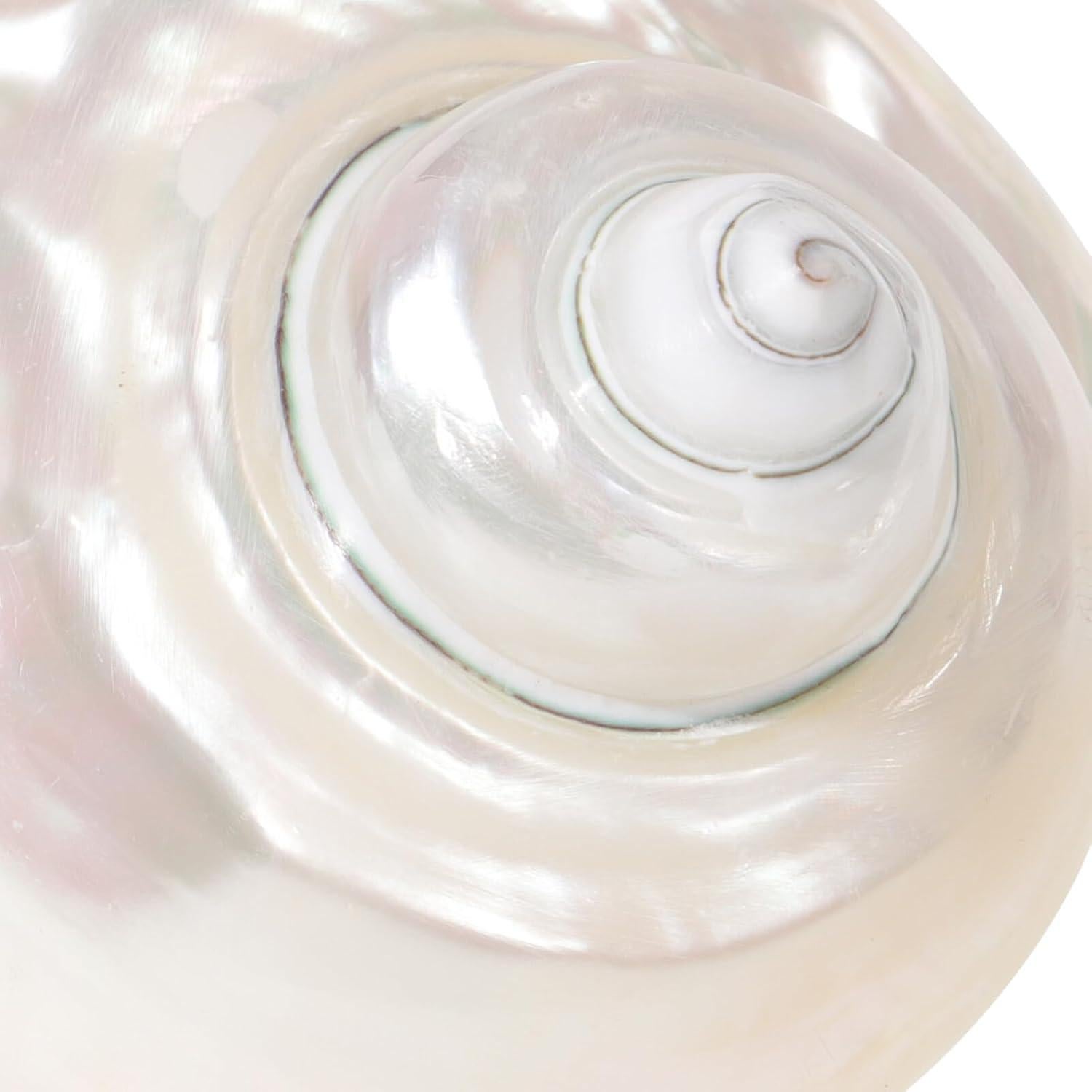 Conchas de Cangrejo Ermitaño Toddmomy 9cm Beige Decoración Acuario