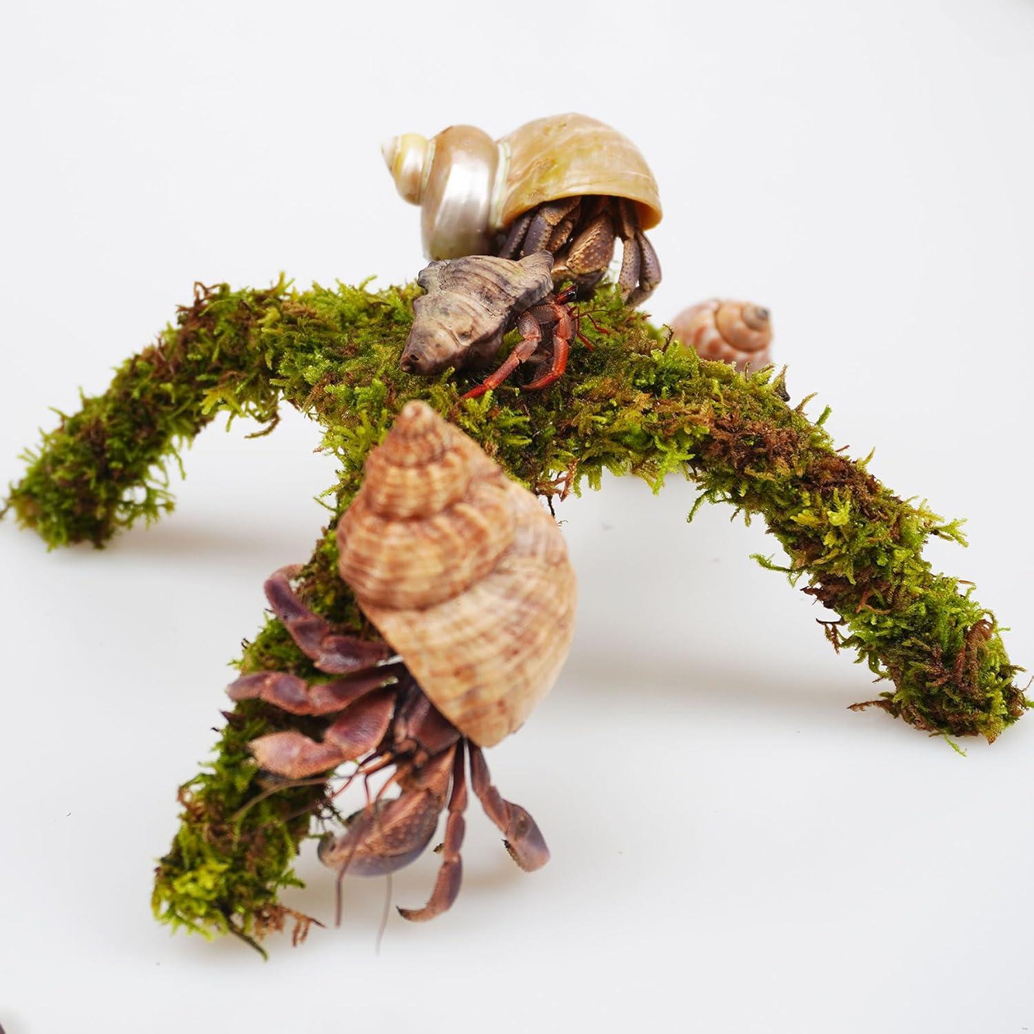 Plataforma de Escalada para Cangrejo Ermitaño Begeterday 15 cm