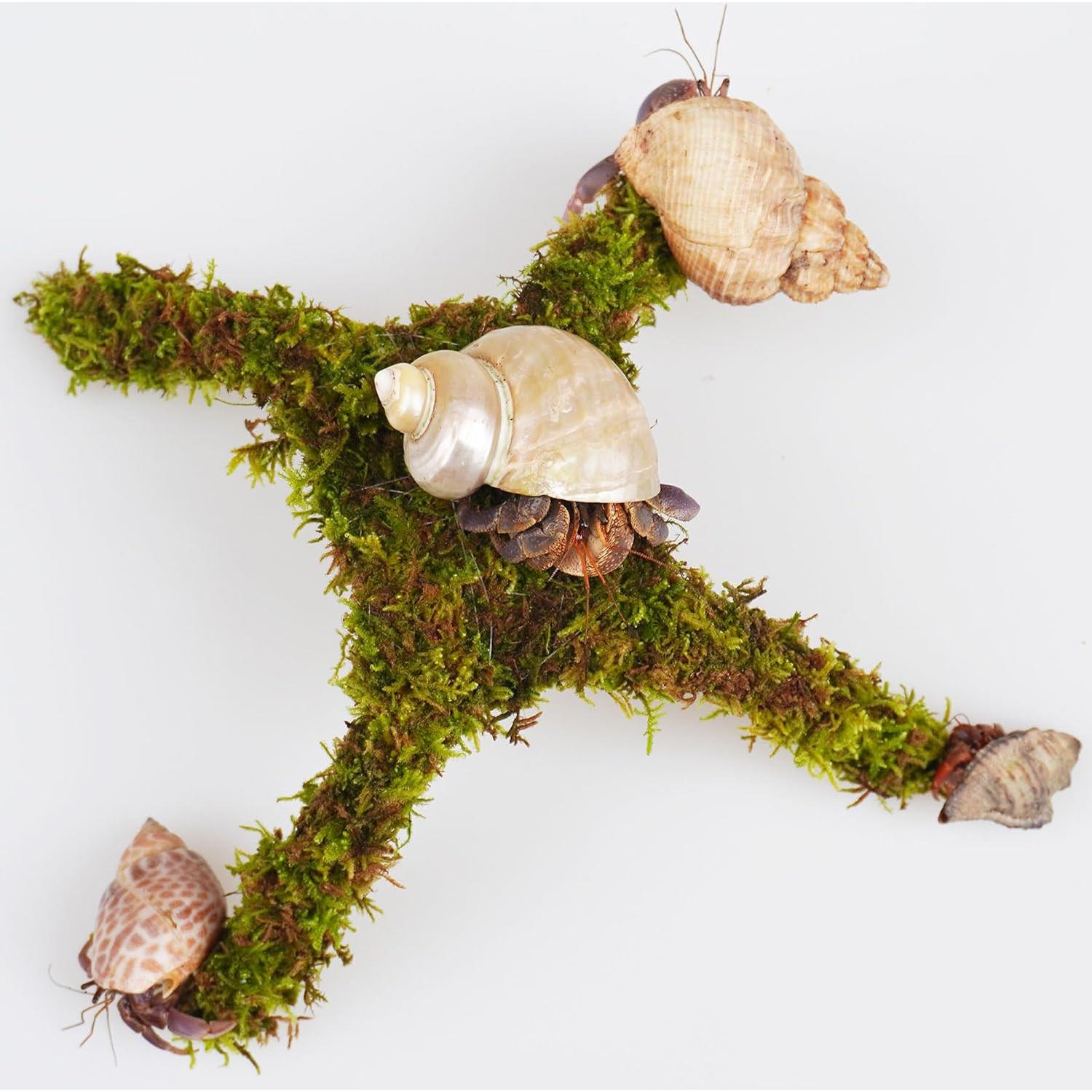 Plataforma de Escalada para Cangrejo Ermitaño Begeterday 15 cm