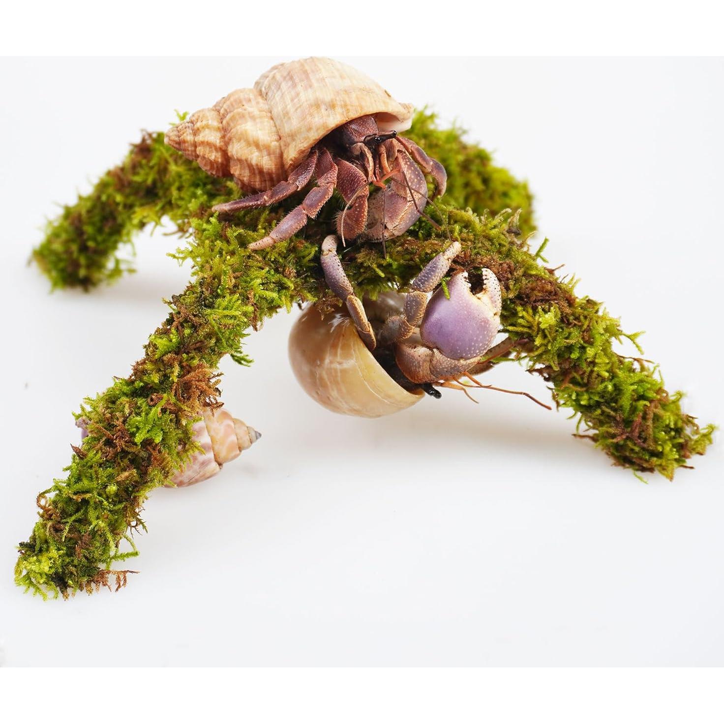 Plataforma de Escalada para Cangrejo Ermitaño Begeterday 15 cm