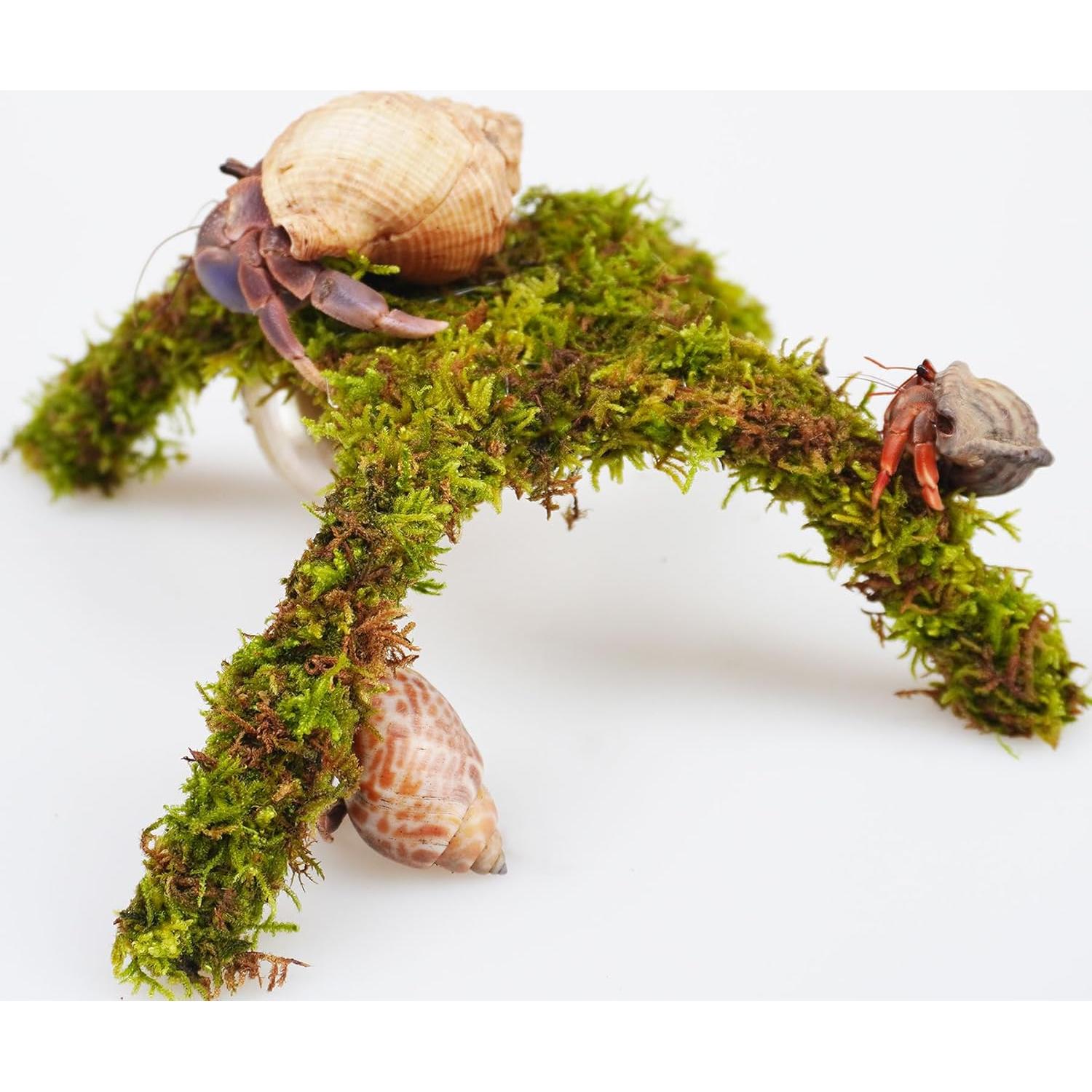 Plataforma de Escalada para Cangrejo Ermitaño Begeterday 15 cm