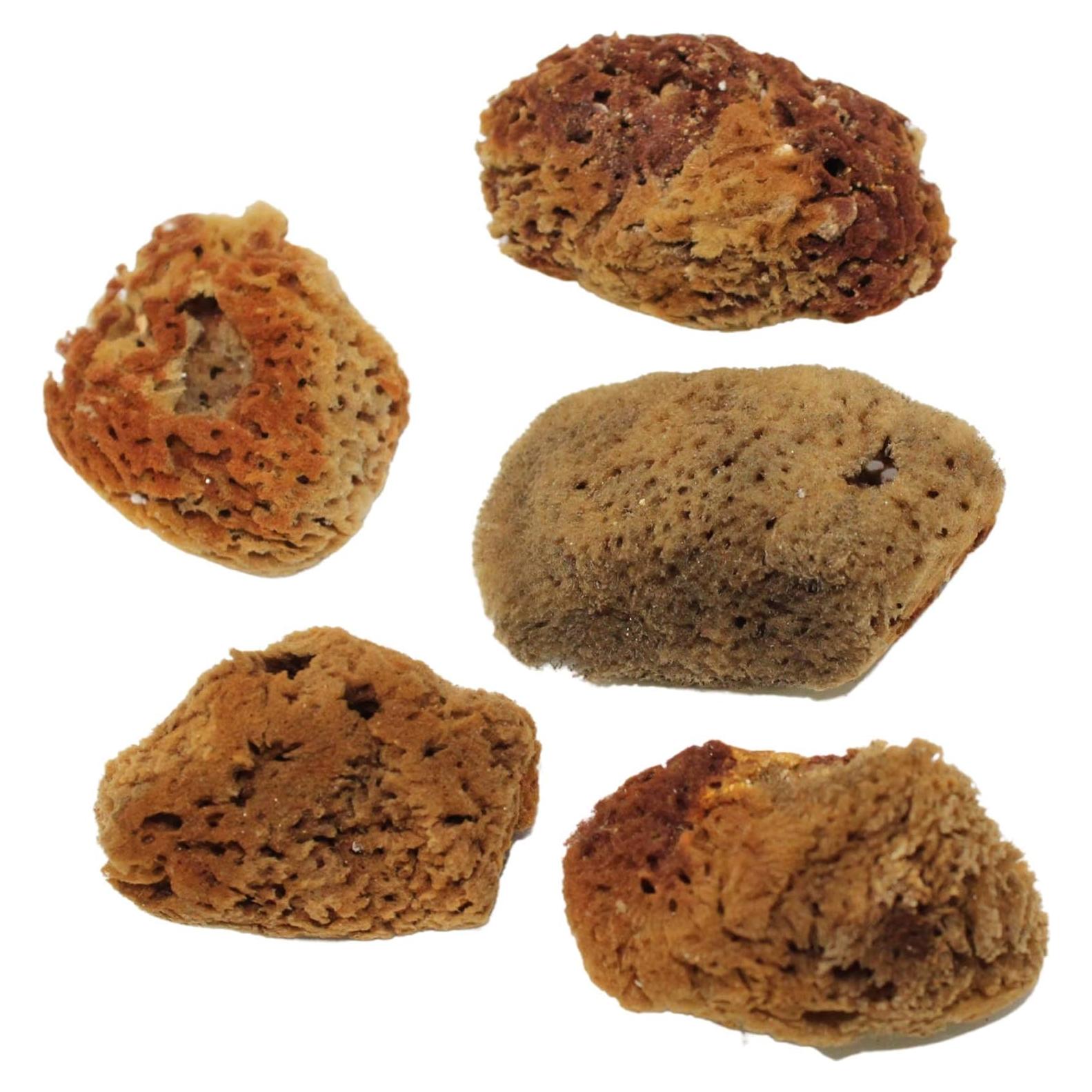 Esponjas Naturales para Cangrejo Ermitaño Needzo - Paquete de 5