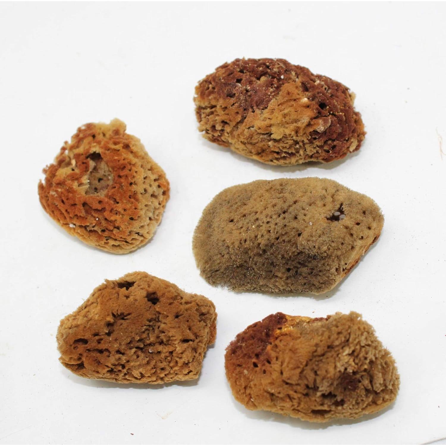 Esponjas Naturales para Cangrejo Ermitaño Needzo - Paquete de 5