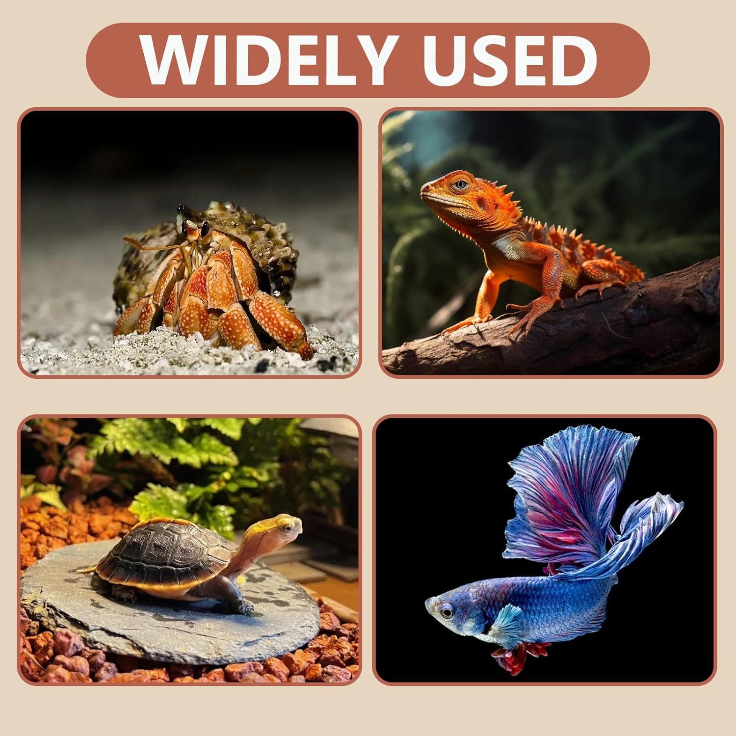 Escondite Subterráneo para Cangrejo Ermitaño Swirge 3 en 1