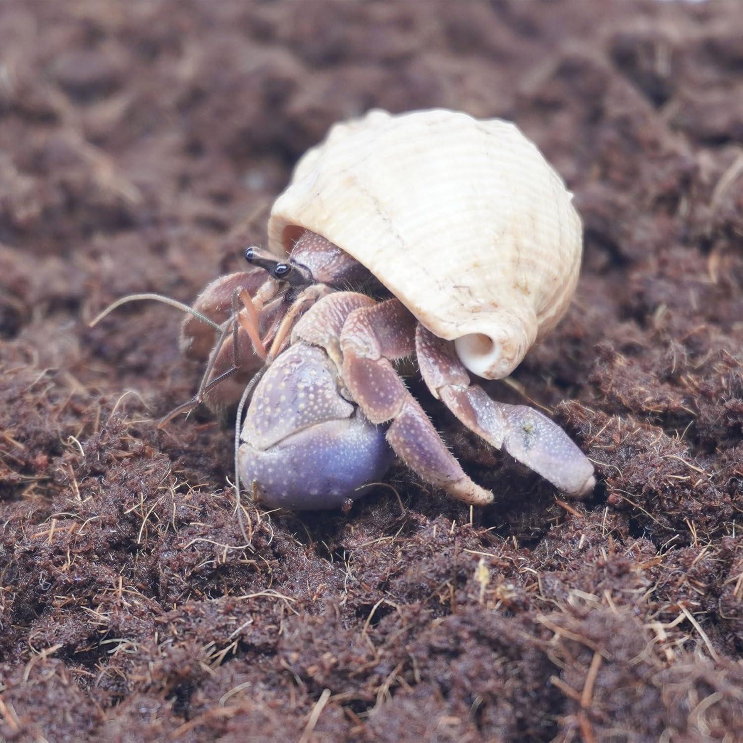 Ladrillo de Coco Coir Begeterday 425g para Cangrejos Ermitaños