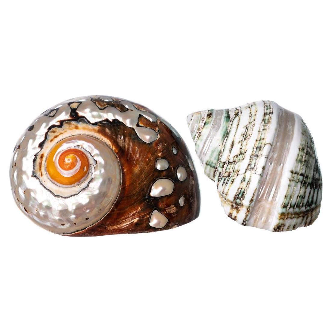 Conchas de Cangrejo Ermitaño Nautical Crush | 2 Unidades 5.1-6.4cm