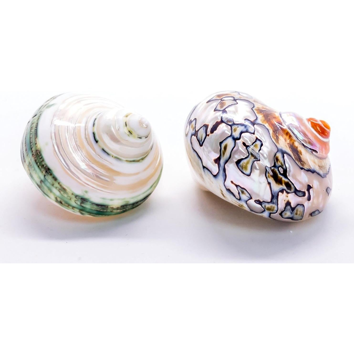 Conchas de Cangrejo Ermitaño Nautical Crush | 2 Unidades 5.1-6.4cm