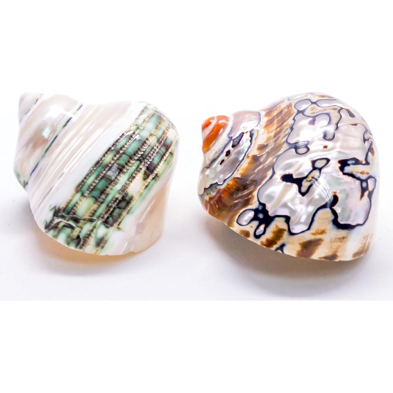 Conchas de Cangrejo Ermitaño Nautical Crush | 2 Unidades 5.1-6.4cm