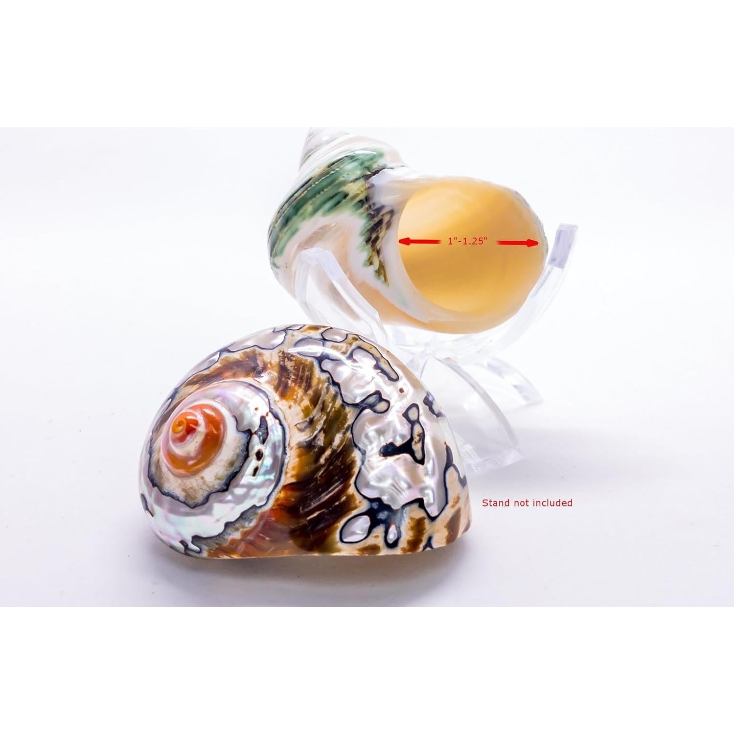 Conchas de Cangrejo Ermitaño Nautical Crush | 2 Unidades 5.1-6.4cm