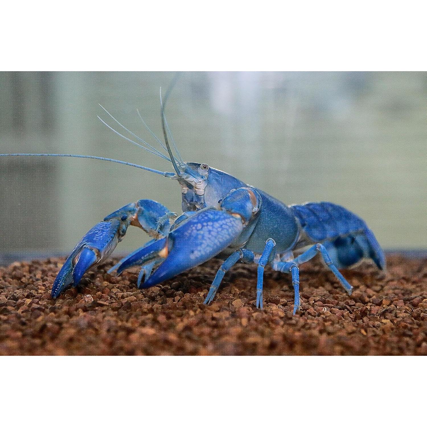 Alimento para Anfibios 165g A.D.P. Alto en Proteína 45%