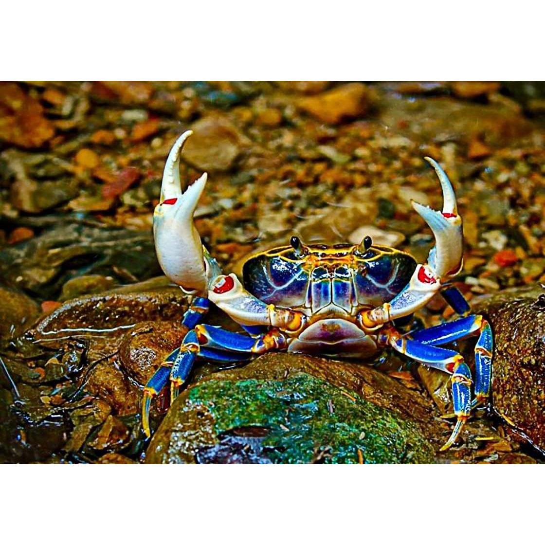 Alimento para Anfibios 165g A.D.P. Alto en Proteína 45%